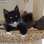 Zane Hayes Profile Picture