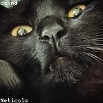 Simeon Wehner Profile Picture