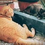 Myles Dickens Profile Picture