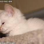 Tom Mills Profile Picture