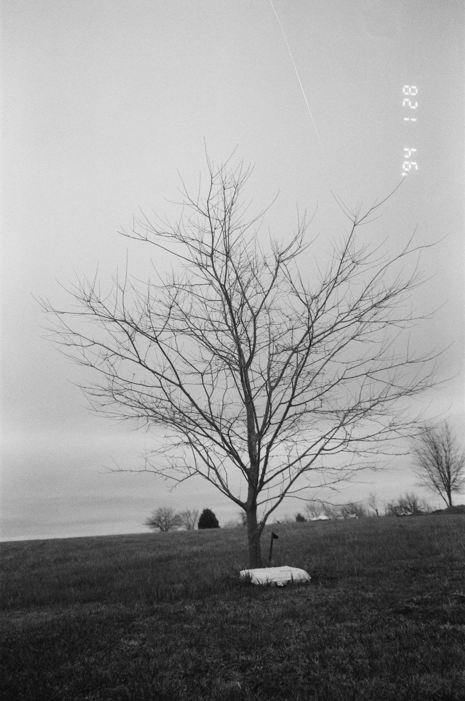 Elena Moni Profile Picture