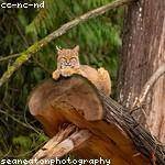 Vernice Schoen Profile Picture