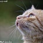 Sadye Kling Profile Picture