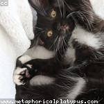 Michaela Ritchie Profile Picture