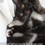 Michaela Ritchie Profile Picture